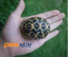 Indian Star Tortoise Info
